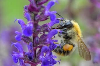 Bumblebee Populations Threatened by Nests Overheating Due to Climate Change