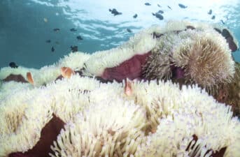 60.5% of World’s Coral Reefs Have Bleached in Past Year, NOAA Says