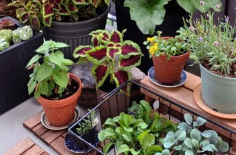 Indoor Gardening Could Help Boost Immune Systems, Study Finds